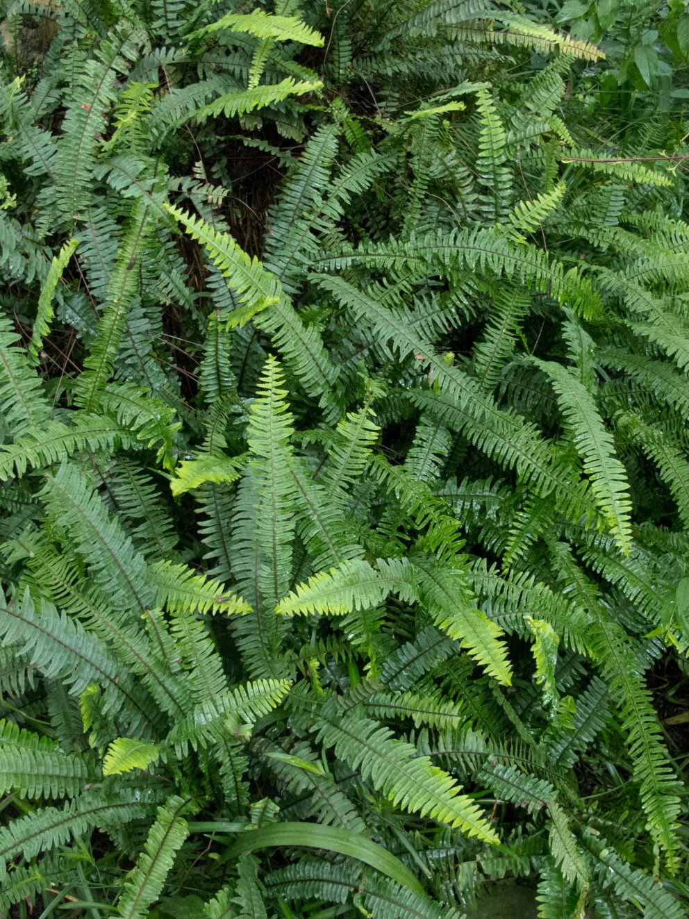 I was delighted to receive 3 lovely ferns in superb condition, still moist and strong and healthy, ingeniously packed in a sort of Wardian case made of cardboard. Will definitely order from the Palm Centre again.