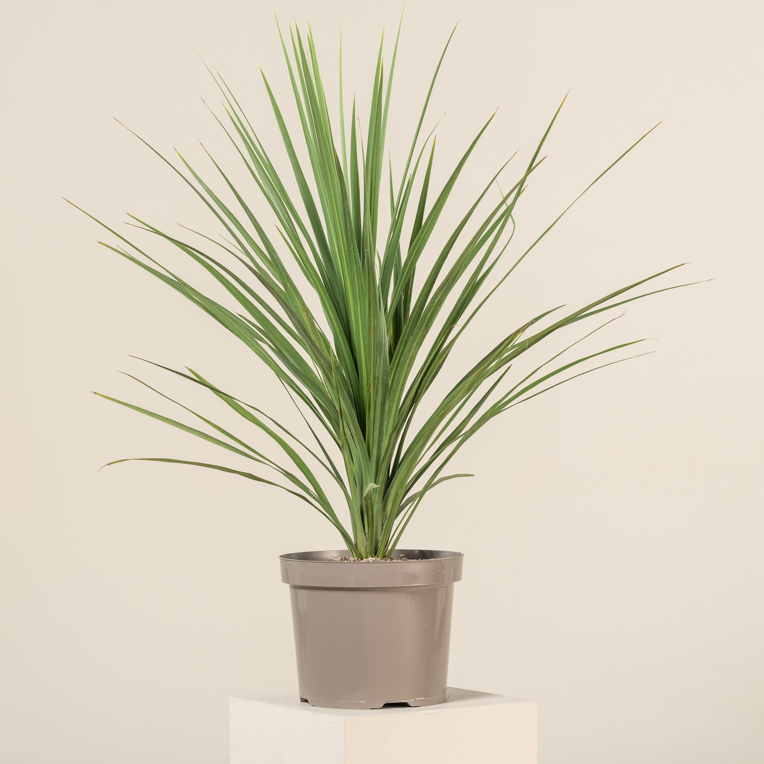 Semi Hardy Cordyline australis Palm Garden Outdoor Evergreen Plant in 9cm Pot