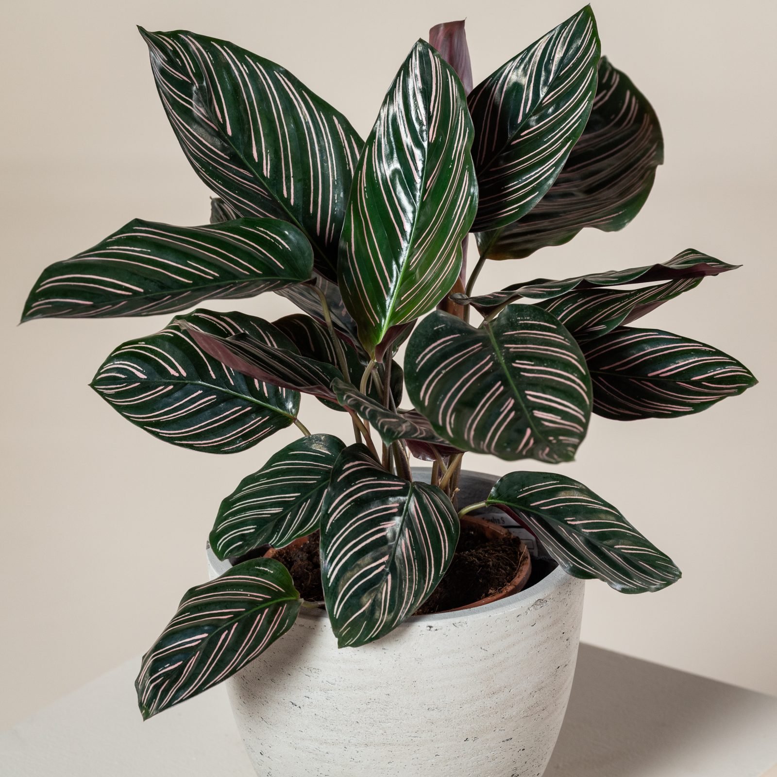 Calathea ornata | The Palm Centre