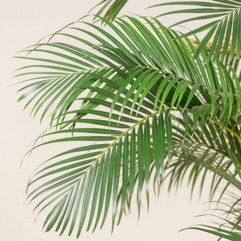 6. Golden Cane Palm - Dypsis lutescens