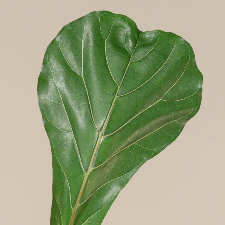 7. Fiddle Leaf Fig - Ficus lyrata