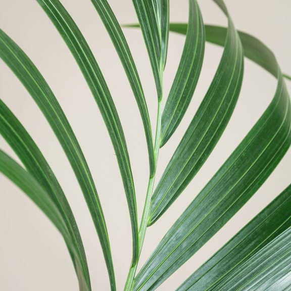 Kentia palm leaf detail