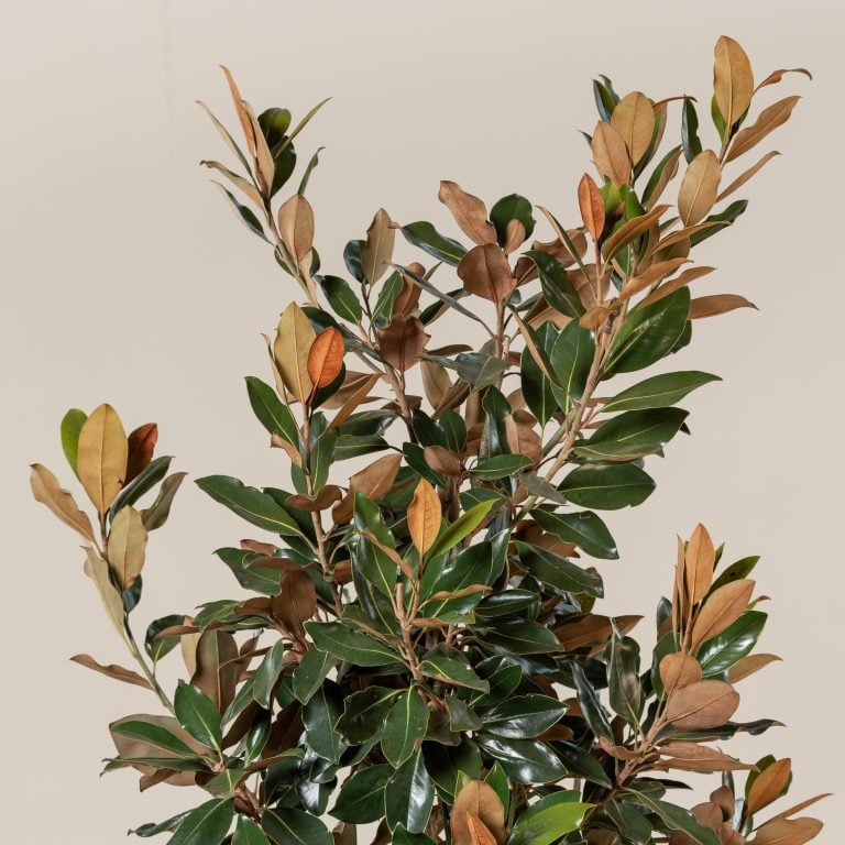 Magnolia grandiflora &#8220;Galissonniere Praecox&#8221; &#8211; Bush Form