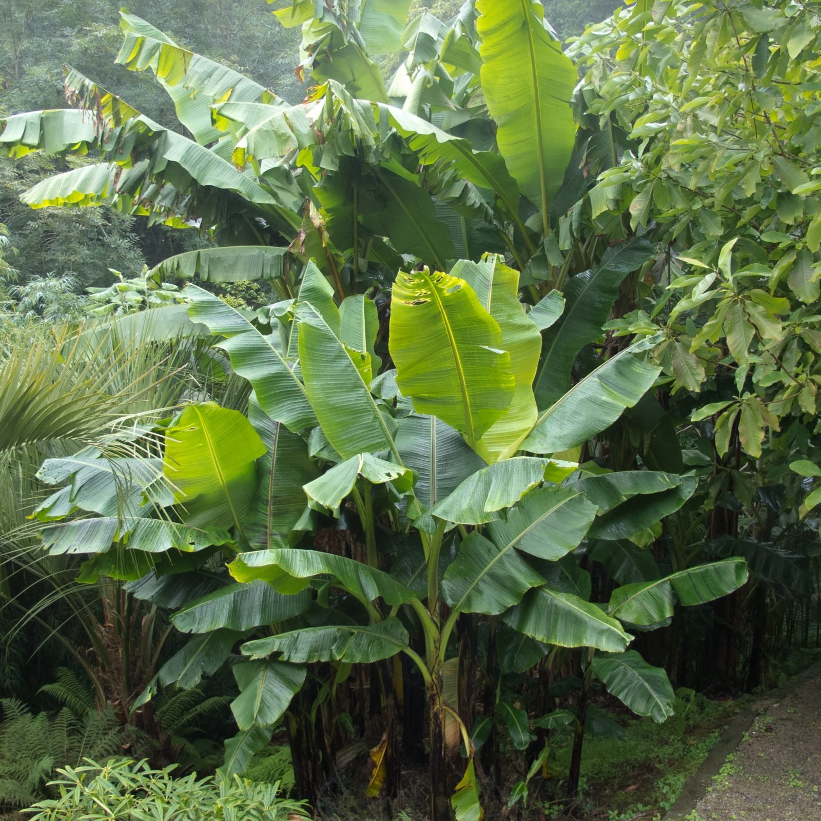 Musa basjoo - hardy Japanese banana plant | The Palm Centre | The Palm 