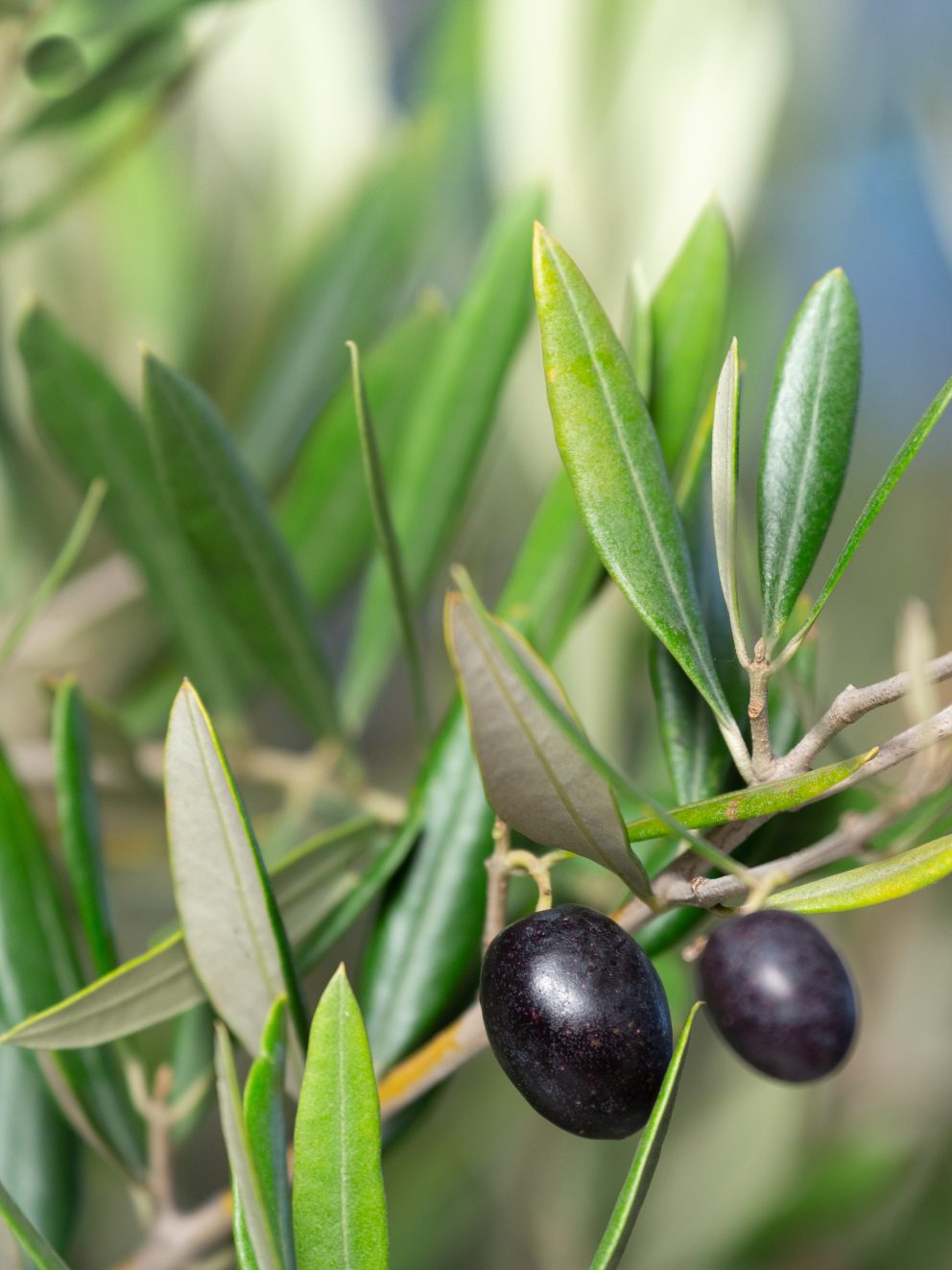 What beautiful olive trees, even bearing ripe olives. Already been greatly admired, fantastic service all round!