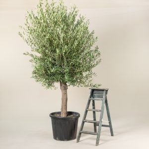 Olive Trees 101: Loving your olive tree