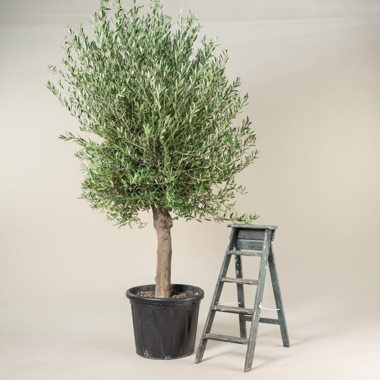 7. Olive Tree - Olea europa