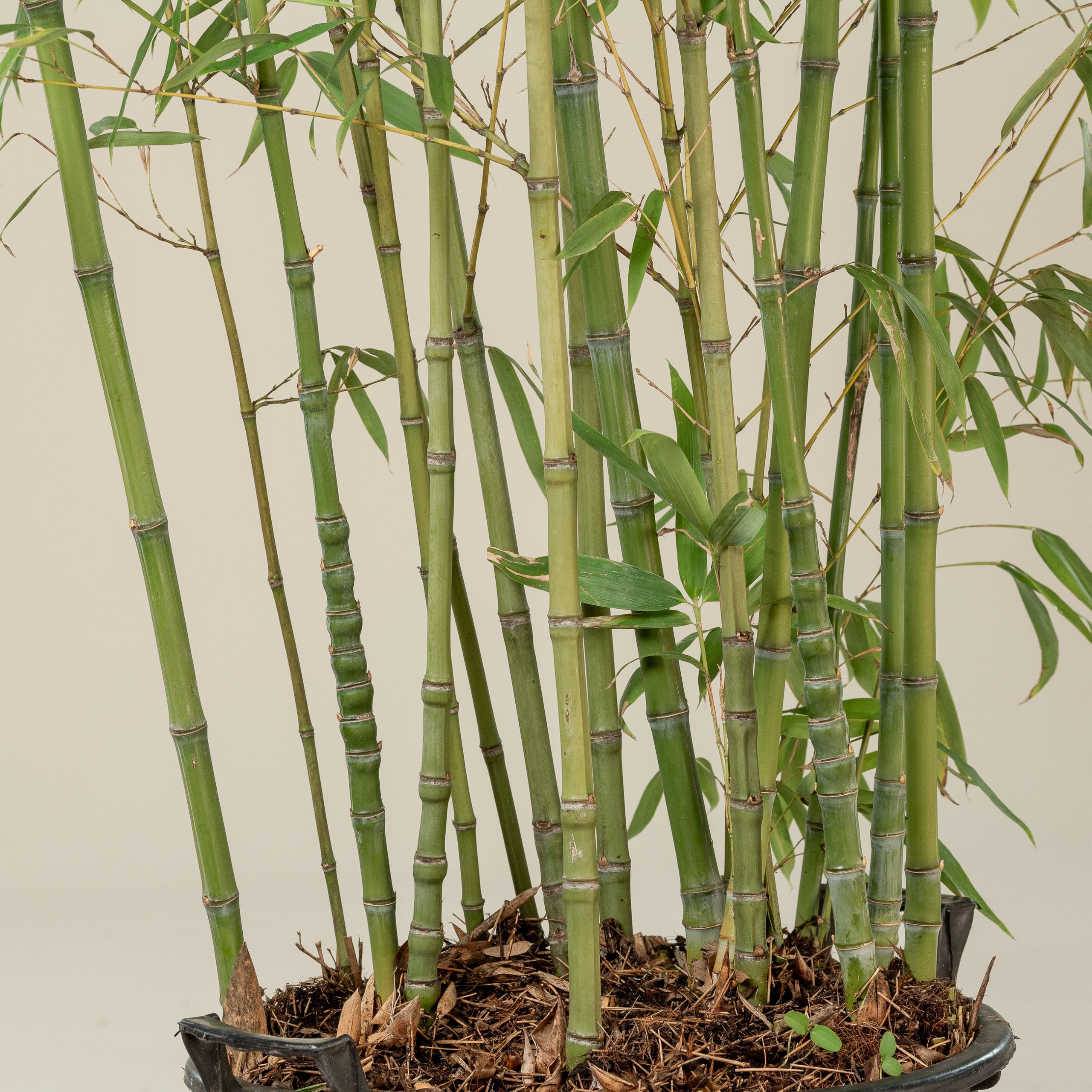 5. Golden Bamboo - Phyllostachys aurea