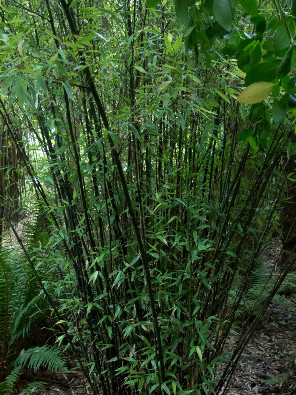 I am so pleased with my black bamboo. It arrived quickly, was wrapped very well and was in excellent condition. More importantly it was exactly as the picture showed so I wasnt let down as is often the case when buying on-line.
