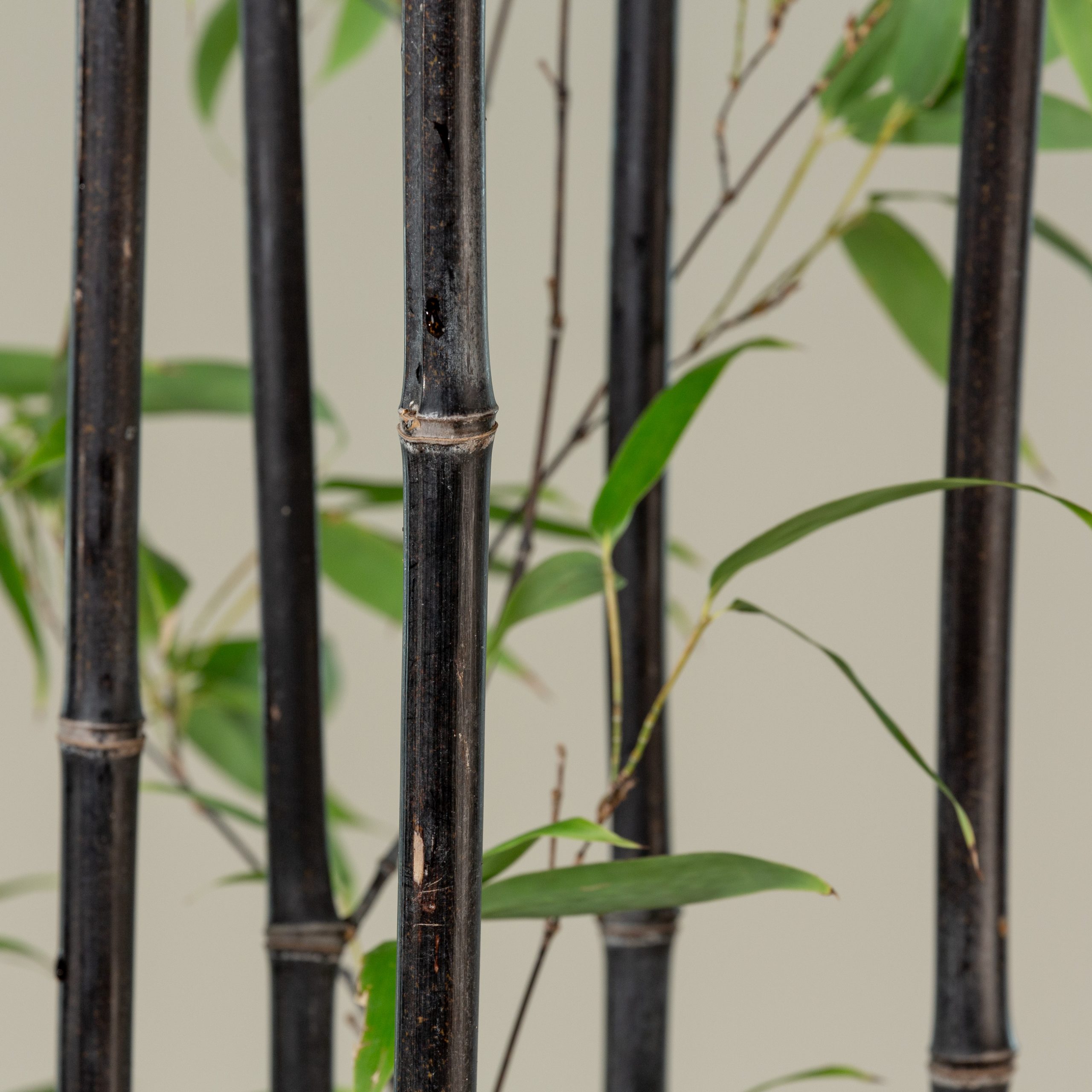 Phyllostachys nigra Black Bamboo - PHNF - Bamboo Sourcery Nursery &  Gardens