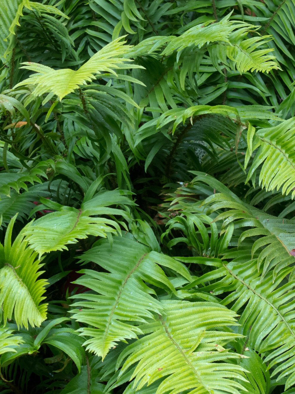Perfect fern. I love my ferns and after buying a number from all over the place I always come back to Palm Centre. Very healthy, well packed, wonderful customer service and great value for money. Definitely recommend this fern and all of those sold by Palm Centre.