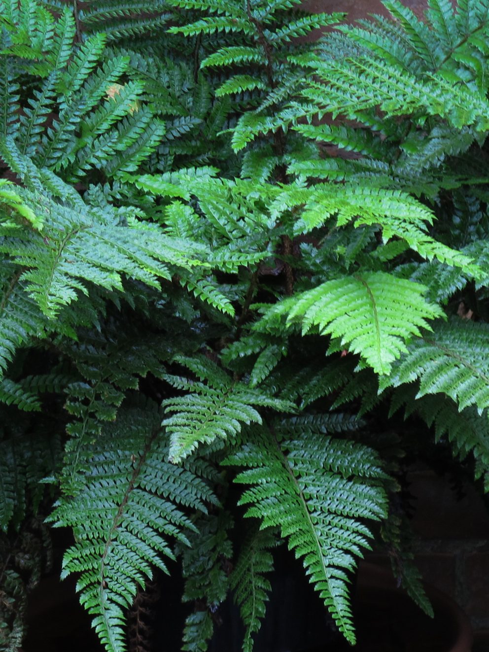 Lush and shiny, these are some really good-looking ferns.
