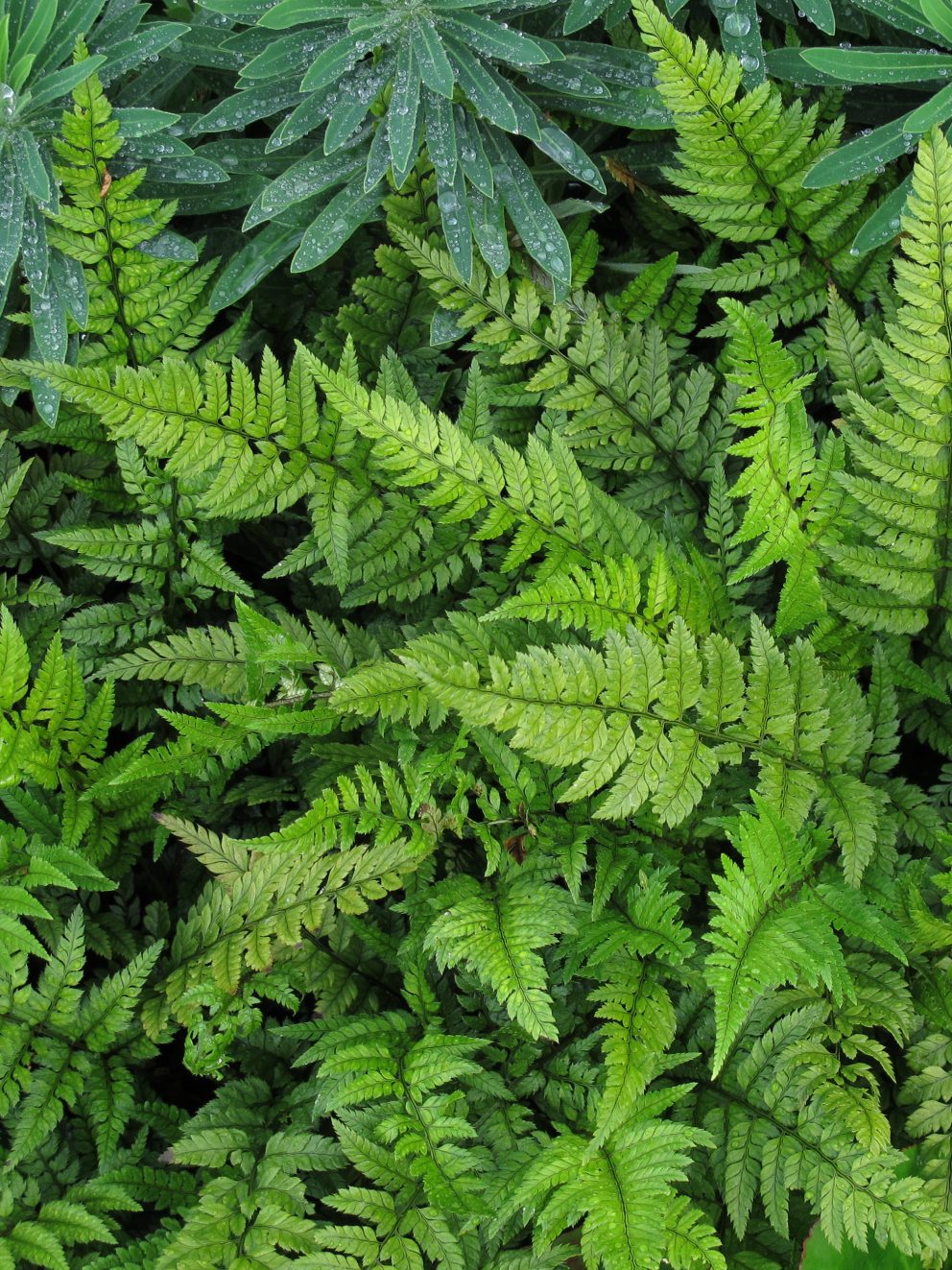 Ordered three of these ferns. Arrived in lovely condition and have established well in my garden in a shady spot (it gets no direct sun due to some high fences). Lovely green fern adding some structure and interest in my small north facing garden. Will order more ferns from this nursery and highly recommend