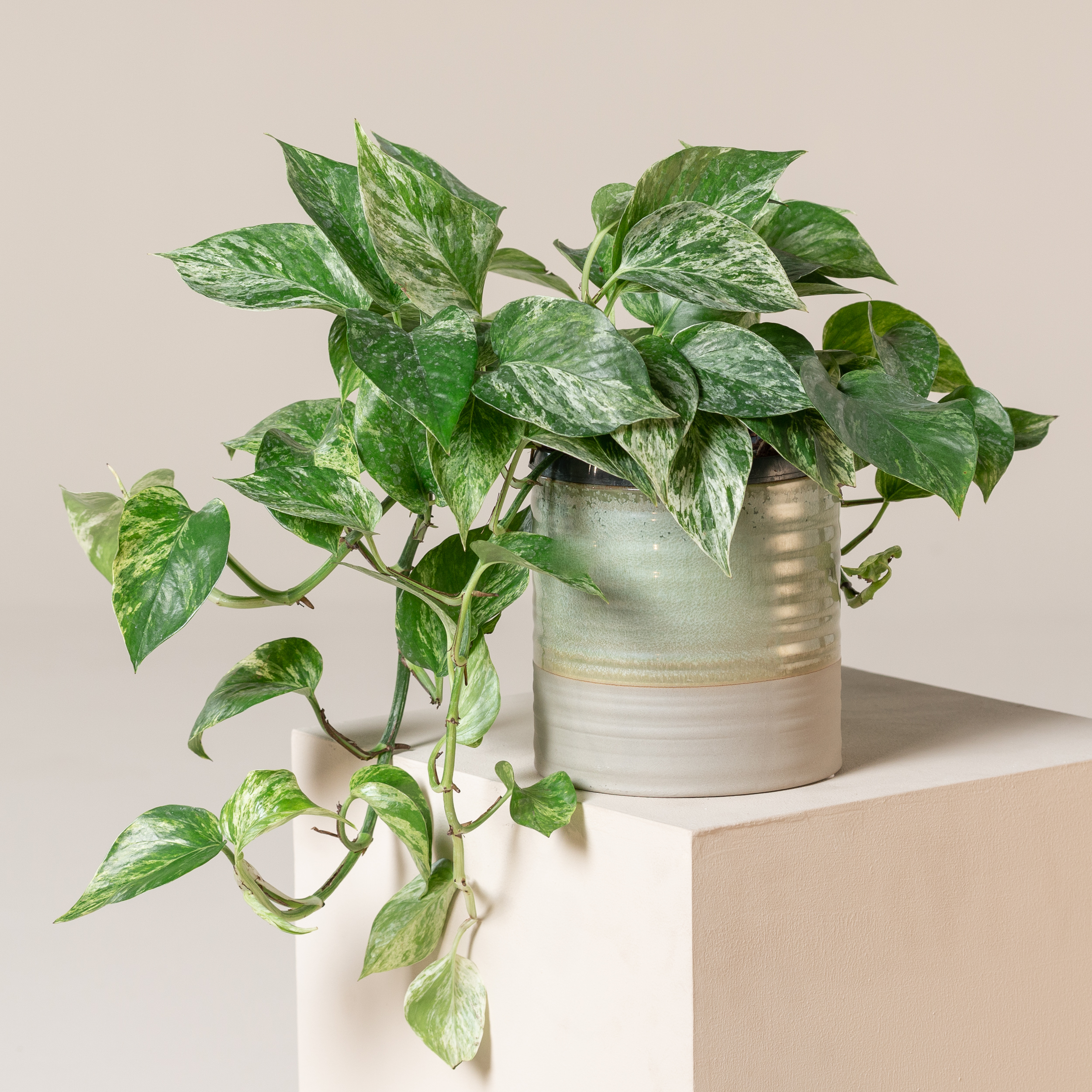 Scindapsus marble queen – dragon ivy – plante suspendue – ⌀17 cm - ↕35-45  cm