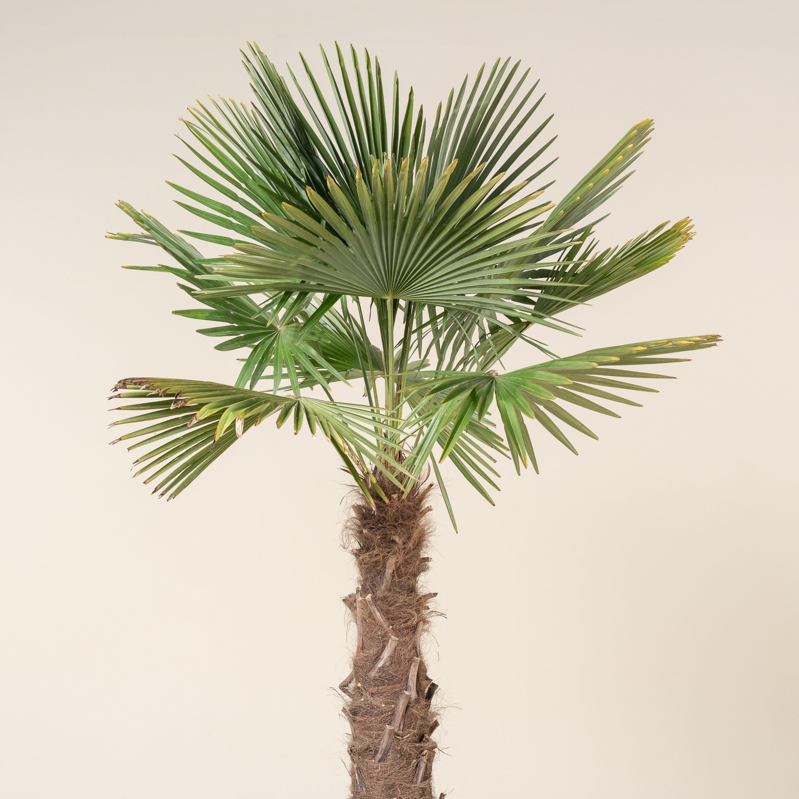 Buy Winter Hardy Palm Trees, Trachycarpus Fortunei