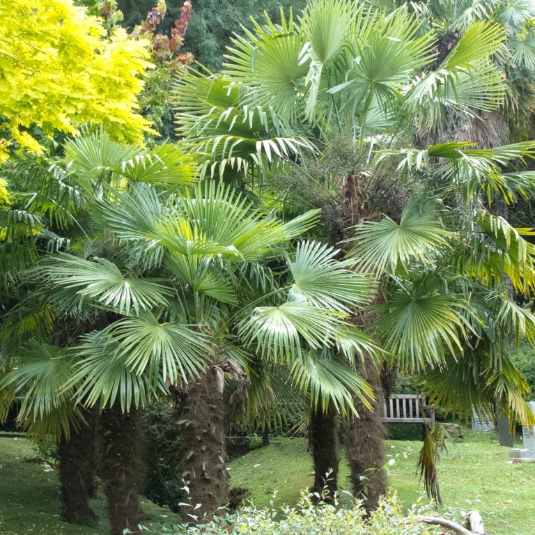 Top Five Hardy Palms for the UK