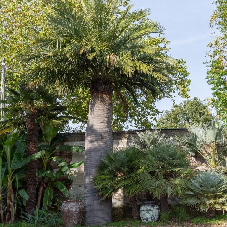 What should I do if my palm spear-pulls?