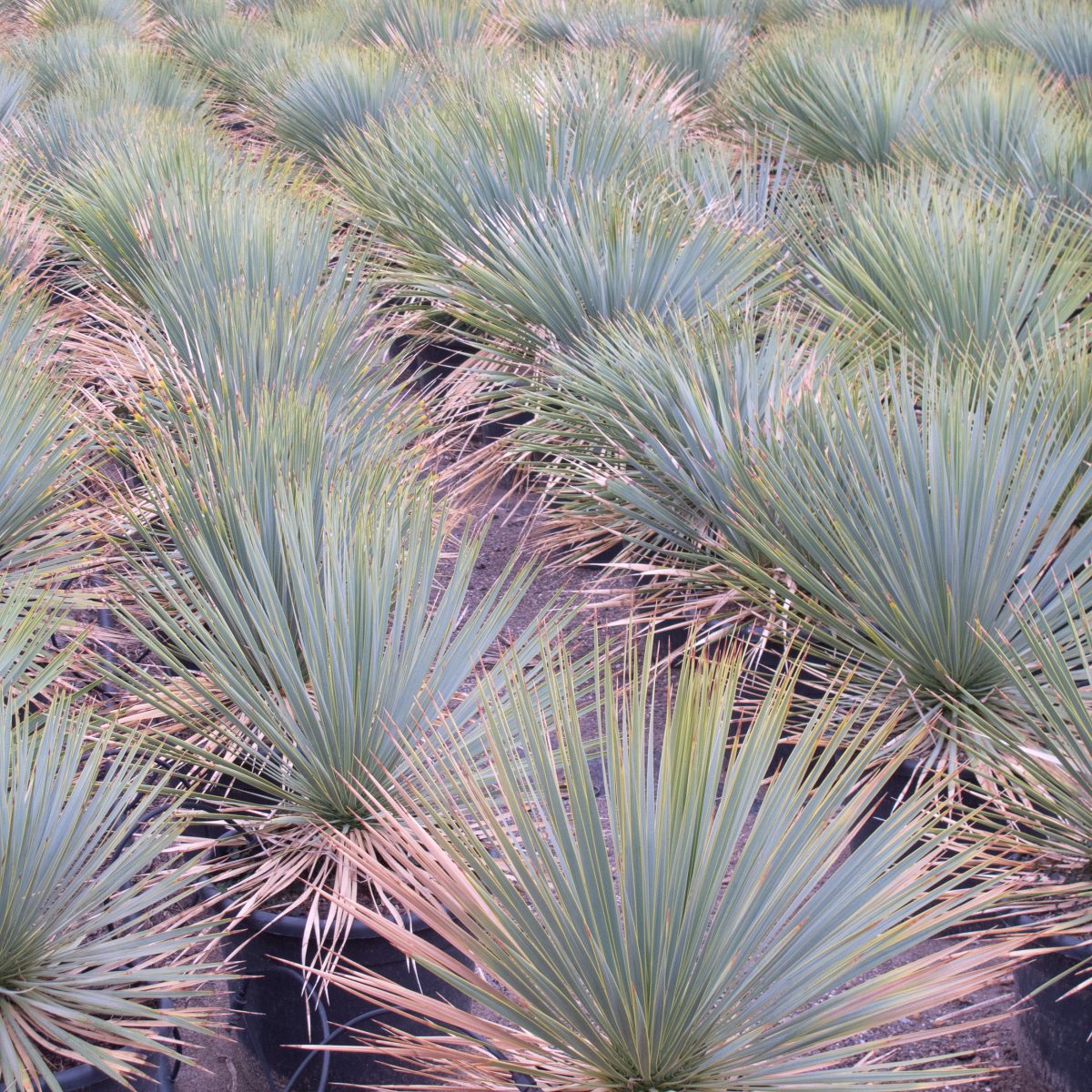 Yucca Rostrata For Sale