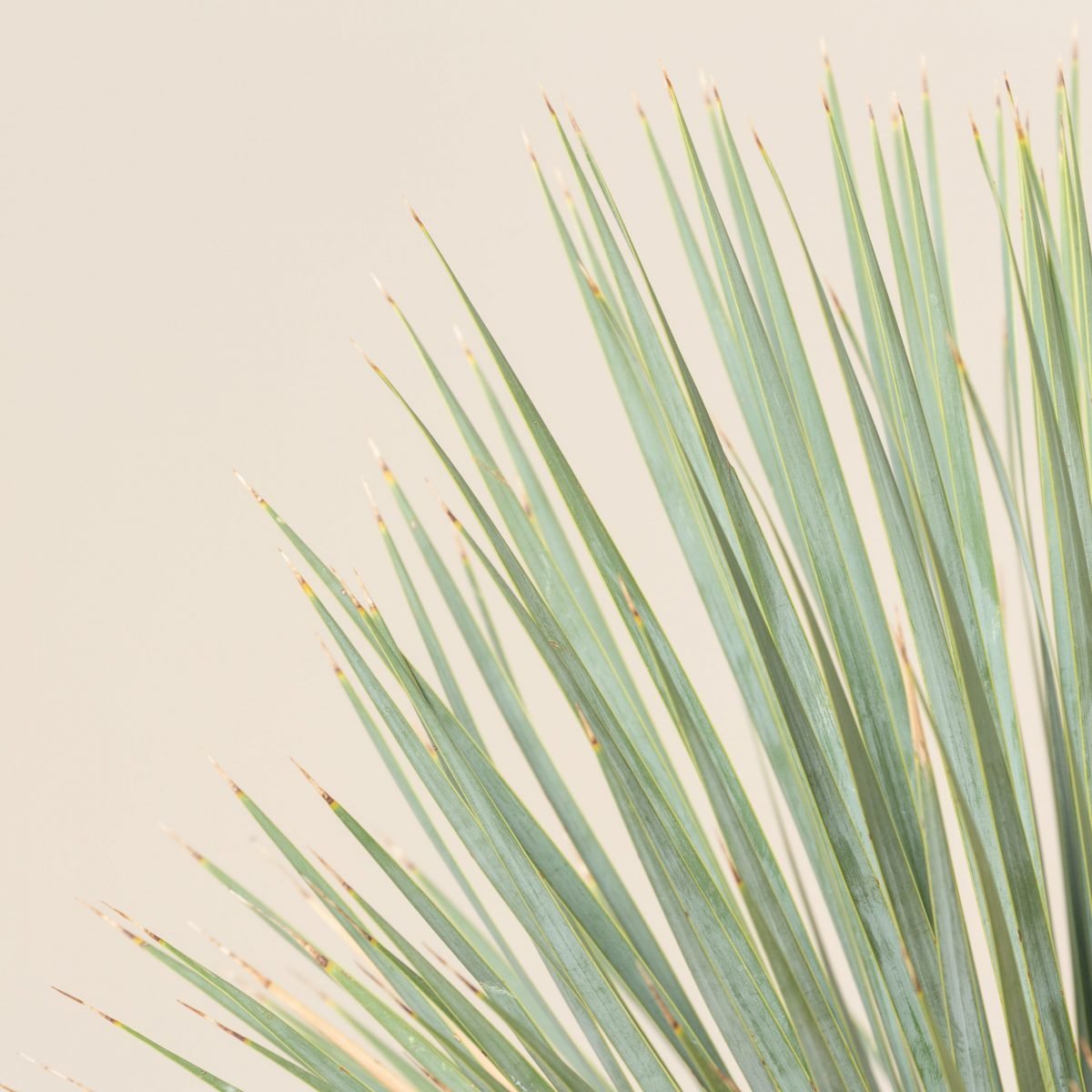 Yucca rostrata | The Palm Centre | Winter Sale