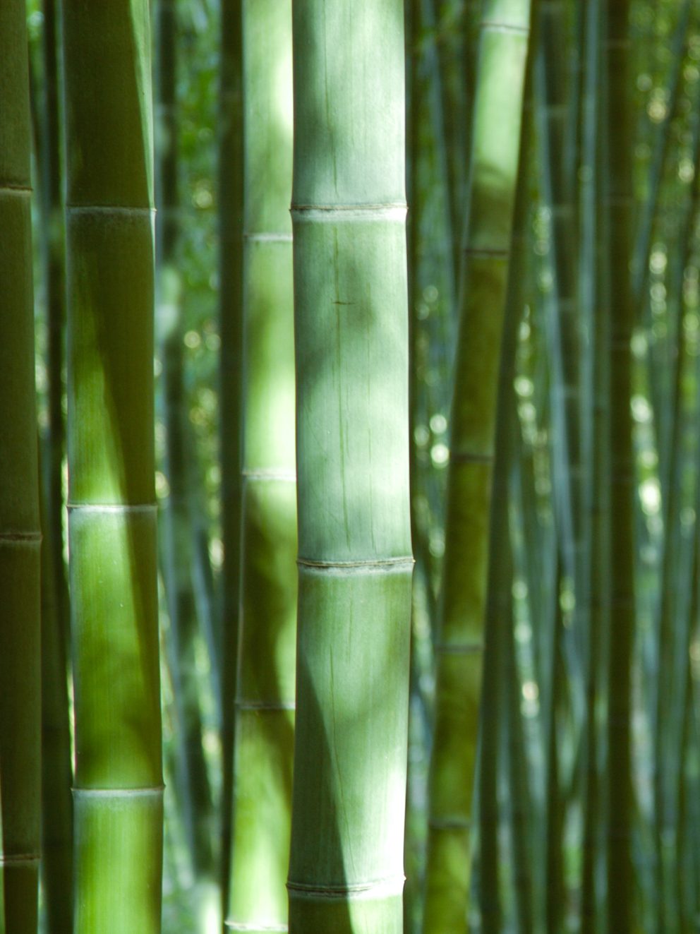 A fantastic choice of bamboo. I settled on this one as I want it to spread and look full. It arrived as indicated and well wrapped. 
