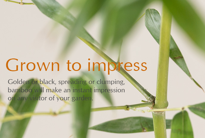 Golden or black, spreading or clumping, bamboo will make an instant impression on any visitor of your garden.