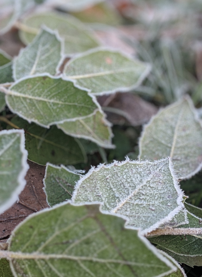 Protect your frost tender plants over winter with breathable fleece jackets.