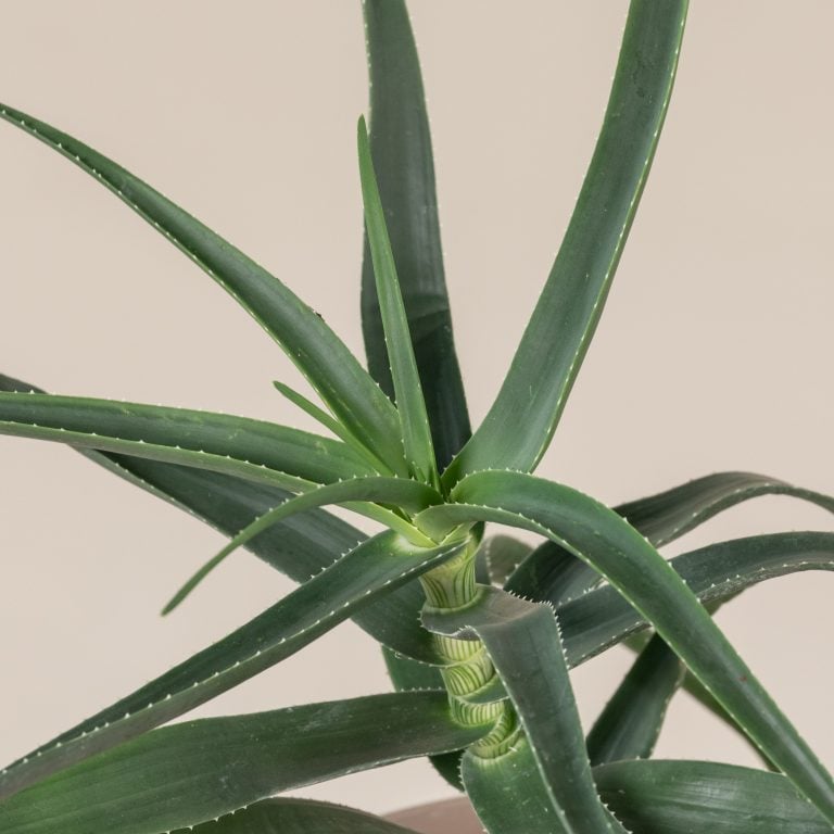 Aloe striatula