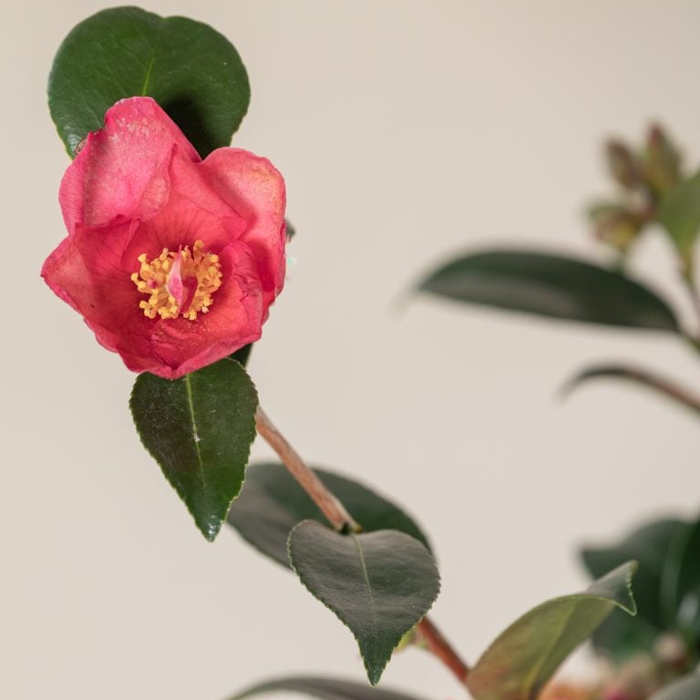 Camellia sasanqua &#8216;Hiryu&#8217;