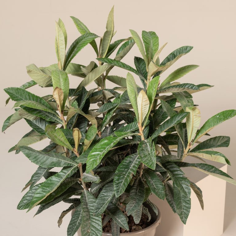 Eriobotrya japonica &#8211; Bush