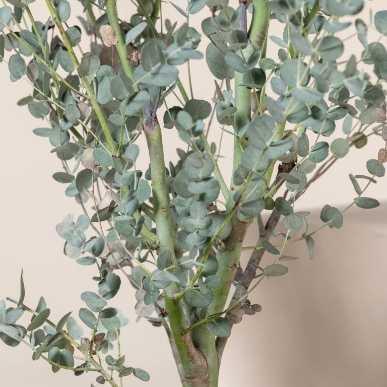Eucalyptus gunnii &#8216;Silveriana&#8217;