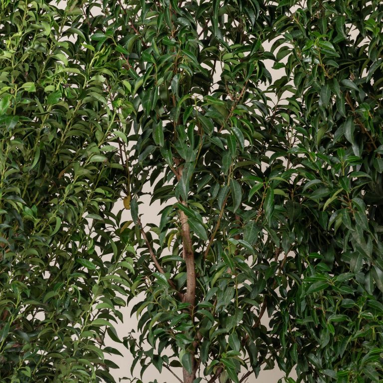 Prunus lusitanica &#8216;Angustifolia&#8217; &#8211; standard