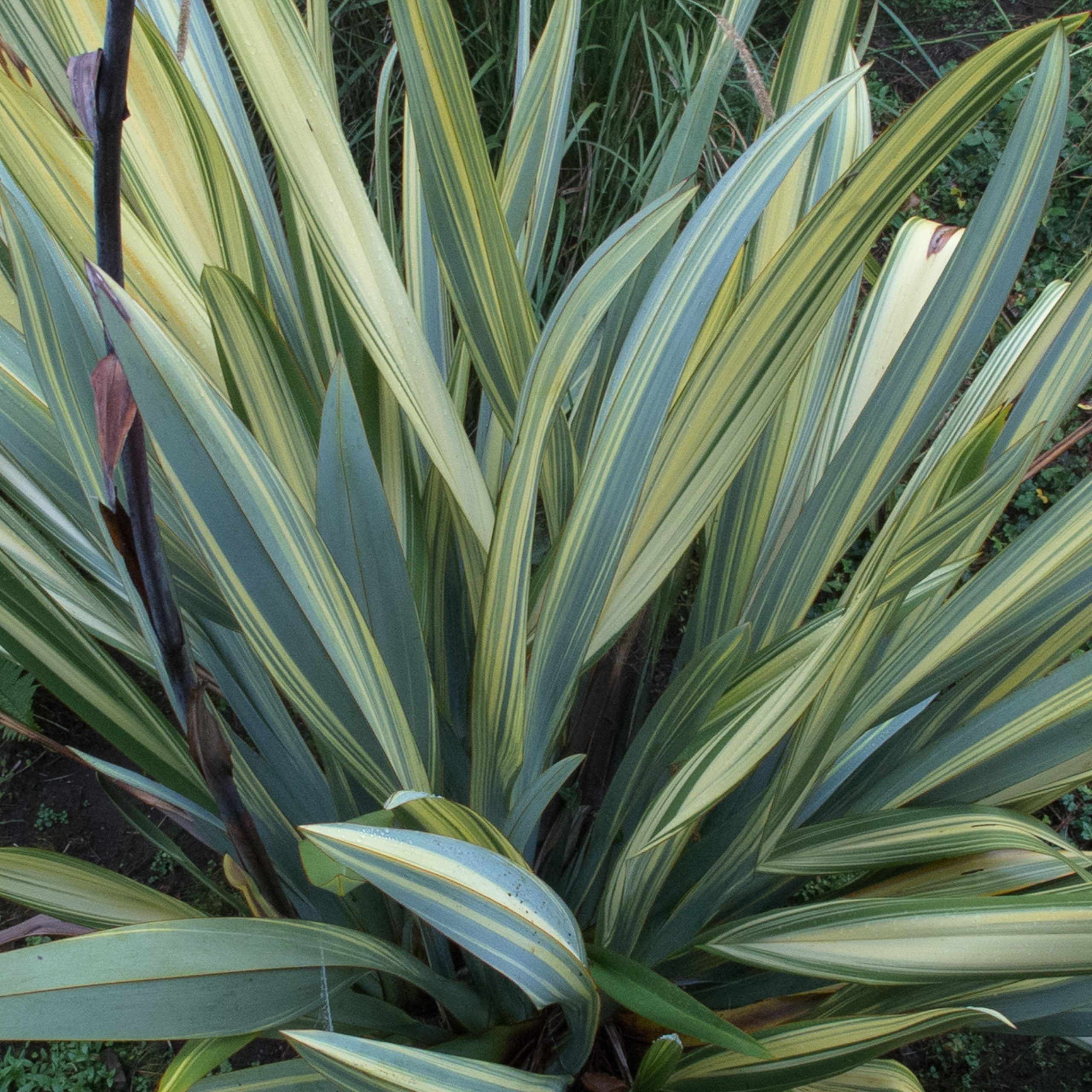 Phormium and other New Zealand flaxes | The Palm Centre