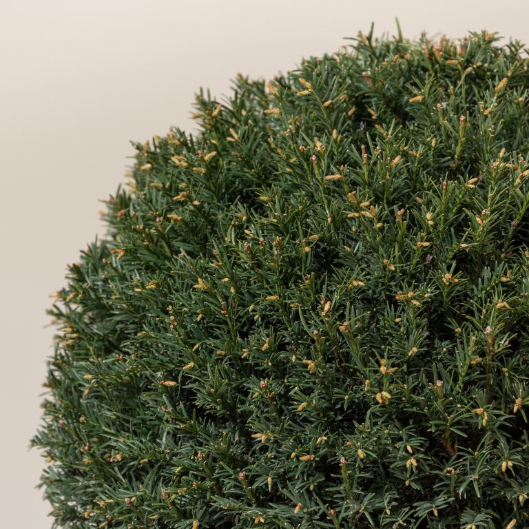 Taxus baccata &#8211; topiary