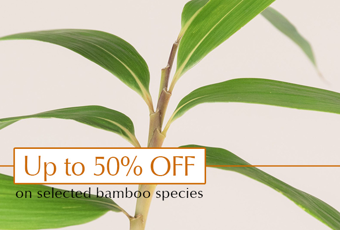 Privacy at a discount - Get up to 50% discount on bamboo plants for an easy to create privacy screen