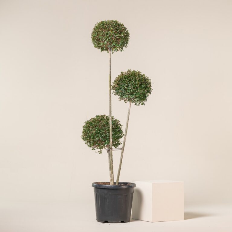 Ligustrum delavayanum &#8211; topiary ball