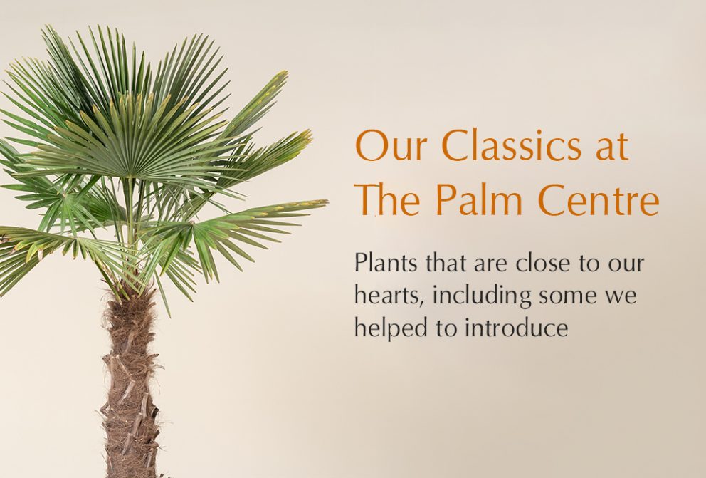 Plants that have earned their place as Palm Centre classics.