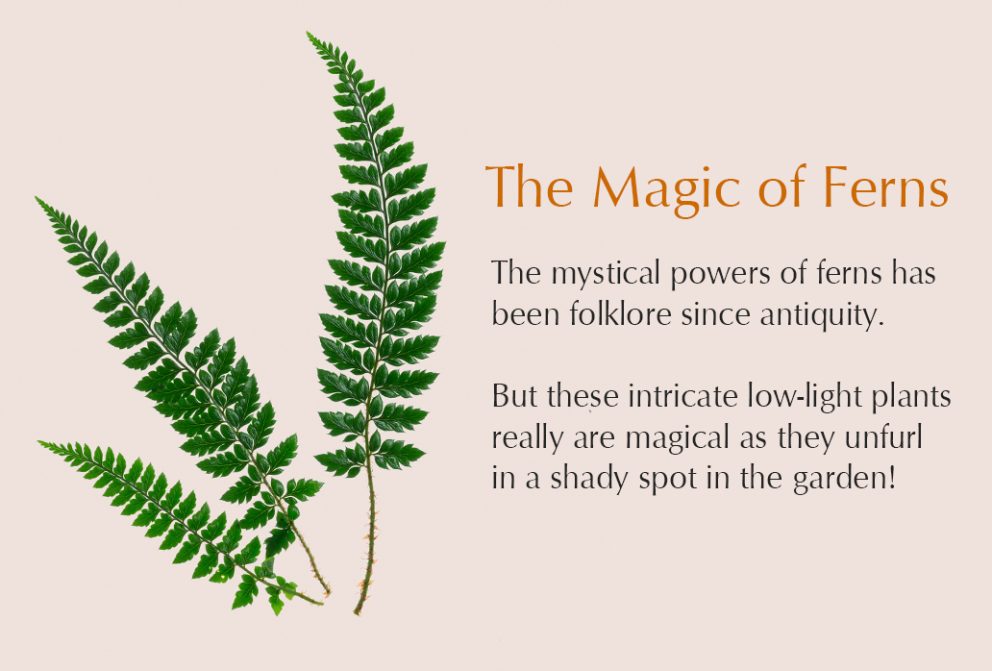 For the love of ferns! Intricate, low light plants, ideal for shaded spots in your garden