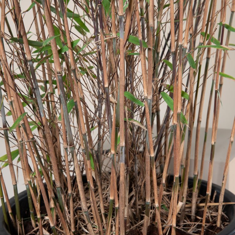 Can I plant bamboo in a container or raised bed?