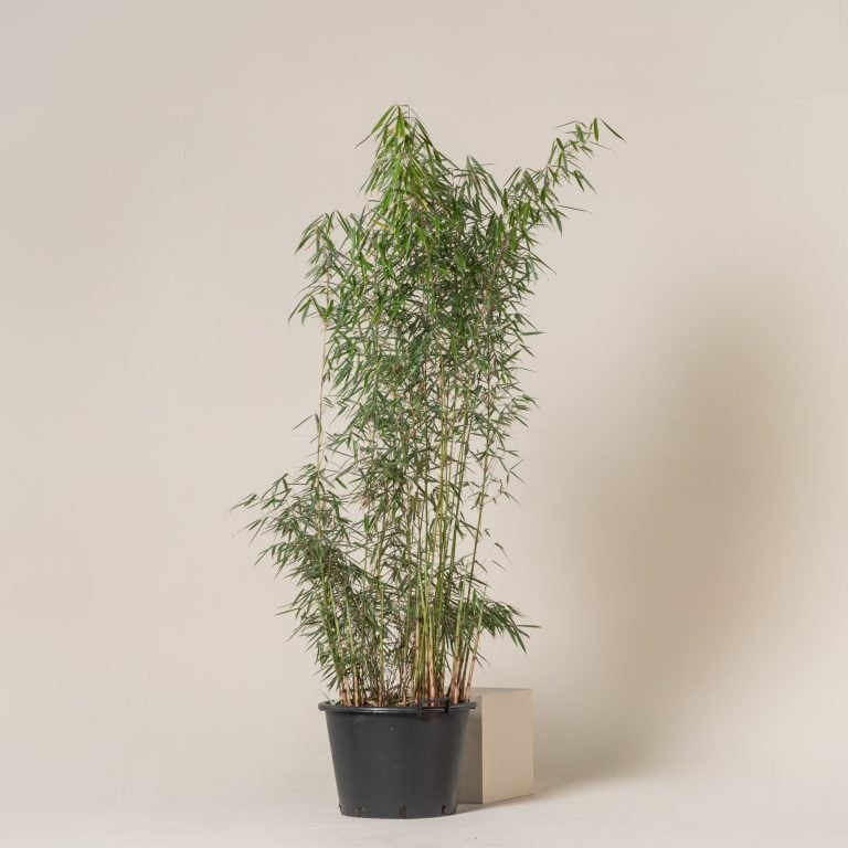9. Fountain Bamboo - Fargesia robusta 'Campbell'