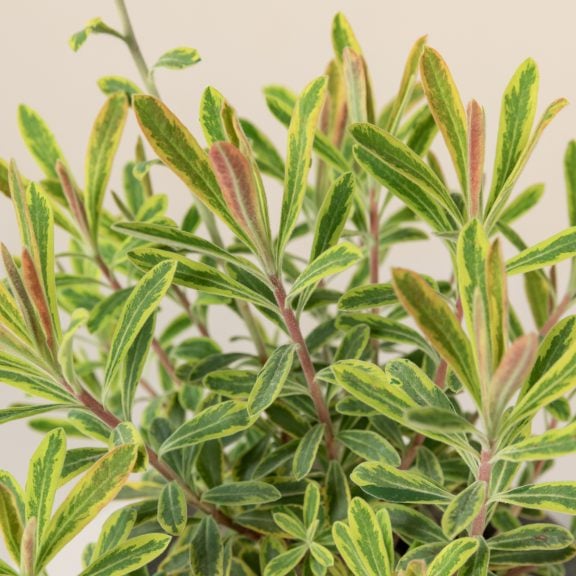 Euphorbia amygdaloides 'Ascott Rainbow'