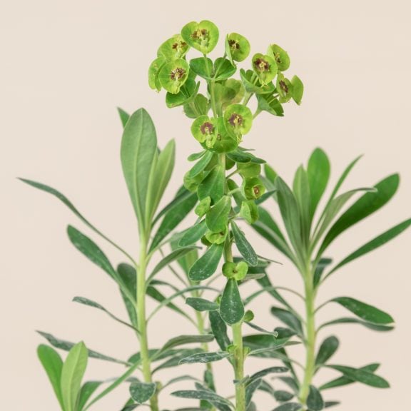 Euphorbia characias 'Humpty Dumpty'