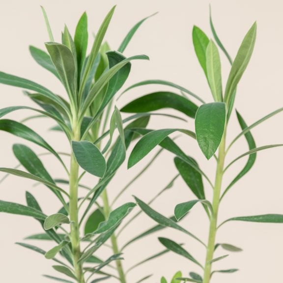 Euphorbia characias 'Humpty Dumpty'