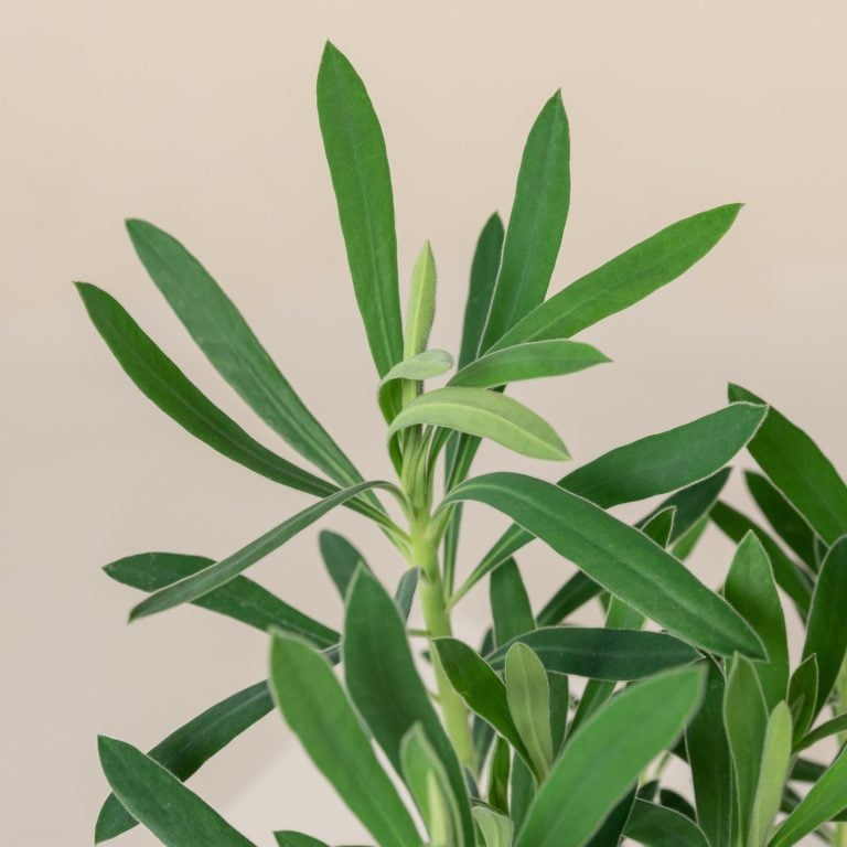 Euphorbia characias 'Wulfenii'