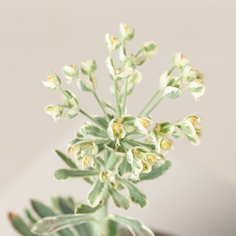 Euphorbia 'Silver Swan'