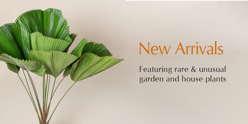 New Arrivals featuring rare & unusual garden and house plants