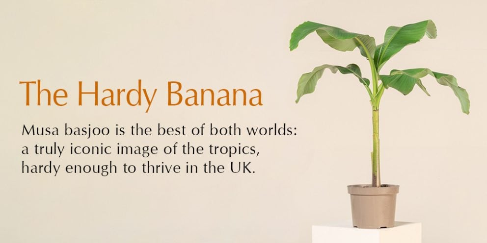 The Hardy Banana. Musa Basjoo is the best of both worlds: a truly iconic image of the tropics, hardy enough to thrive in the UK.