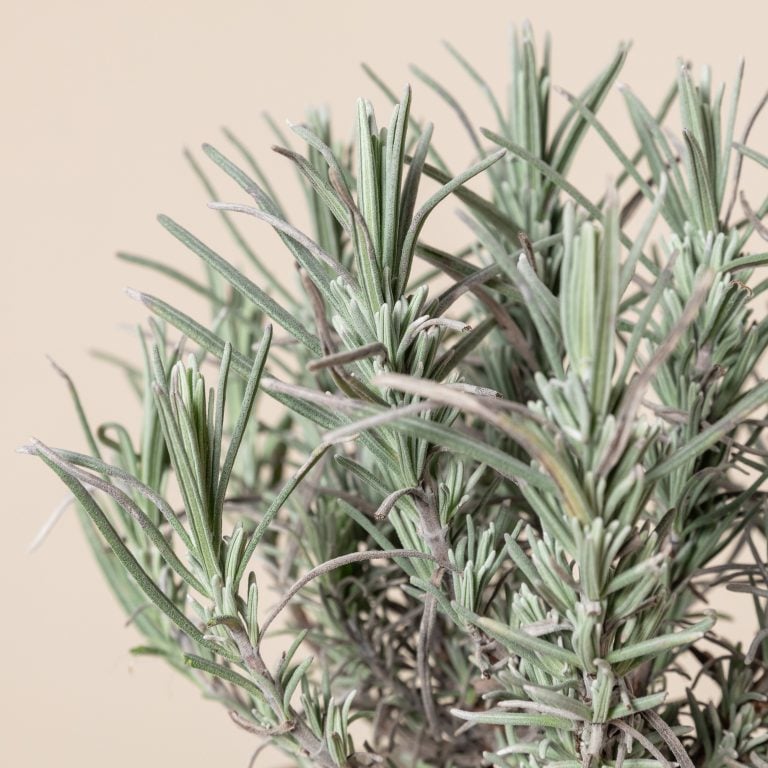 Lavandula angustifolia 'Munsted'