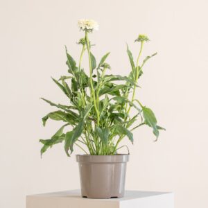Echinacea 'Sunseekers® White Perfection'