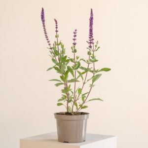 Salvia nemorosa 'Caradonna'