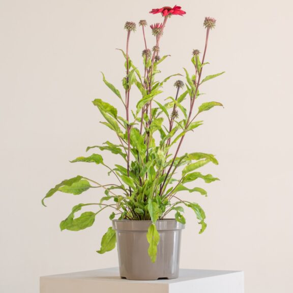 Echinacea 'Sunseekers® Red'